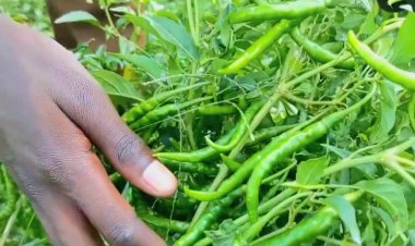 Kagitumba: Abahinzi barinubira igiciro bagurirwaho urusenda rweze