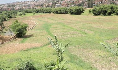 Nta mpamvu z’urwitwazo zihari - Umujyi wa Kigali usubiza abahingaga imboga mu gishanga cya Rwampara