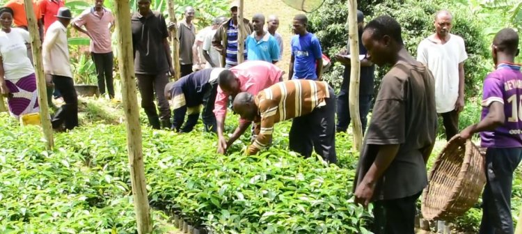 Ruhango: Gusazura kawa byabafashije kongera umusaruro wayo