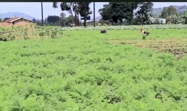 Rubavu- Cyanzarwe: Bahangayikishijwe no kubura imiti y’imyaka n’ifumbire byoherezwa muri Congo mu buryo butemewe