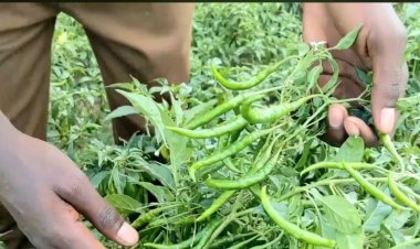 Ubuhinzi n’Ubworozi: Amahirwe urubyiruko rw’Iburasirazuba rusabwa gucungira hafi