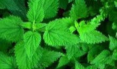 U Rwanda rugiye kwikorera imiti, Abaturage barasabwa kwita ku bimera gakondo