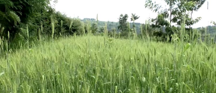 Green Gicumbi yahinduye ubuzima bw’abaturage bo mu Karere ka Gicumbi