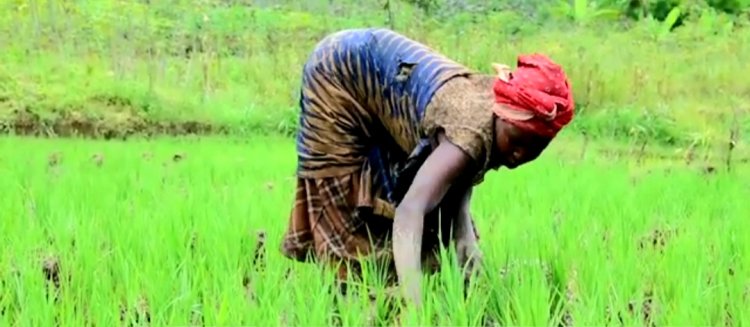 Igishanga cya Mukunguri: Imvura yasenye ingomero, umusaruro w'umuceri ugabanukaho 47%