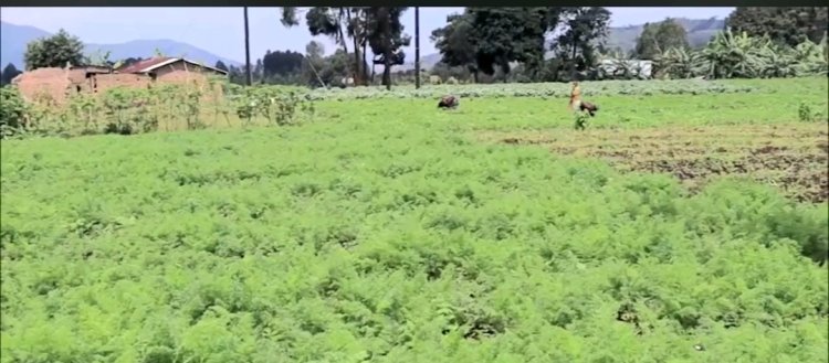 Rubavu- Cyanzarwe: Bahangayikishijwe no kubura imiti y’imyaka n’ifumbire byoherezwa muri Congo mu buryo butemewe