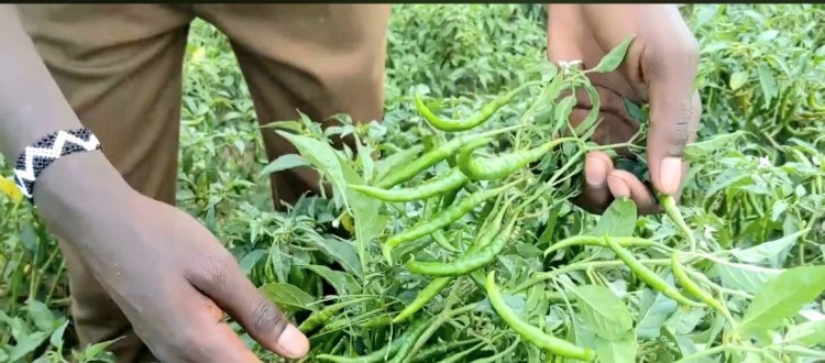 Ubuhinzi n’Ubworozi: Amahirwe urubyiruko rw’Iburasirazuba rusabwa gucungira hafi