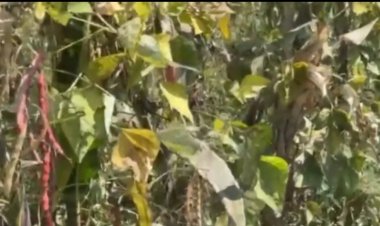 Burera: Bahangayikishijwe n’udusimba tw’umweru turimo kwangiza imyaka