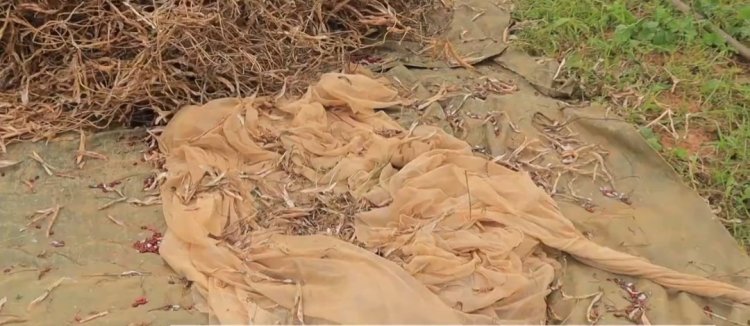 Gakenke: Abahinga igishanga cya Mukinga  bamaze imyaka irenga 3 barumbya