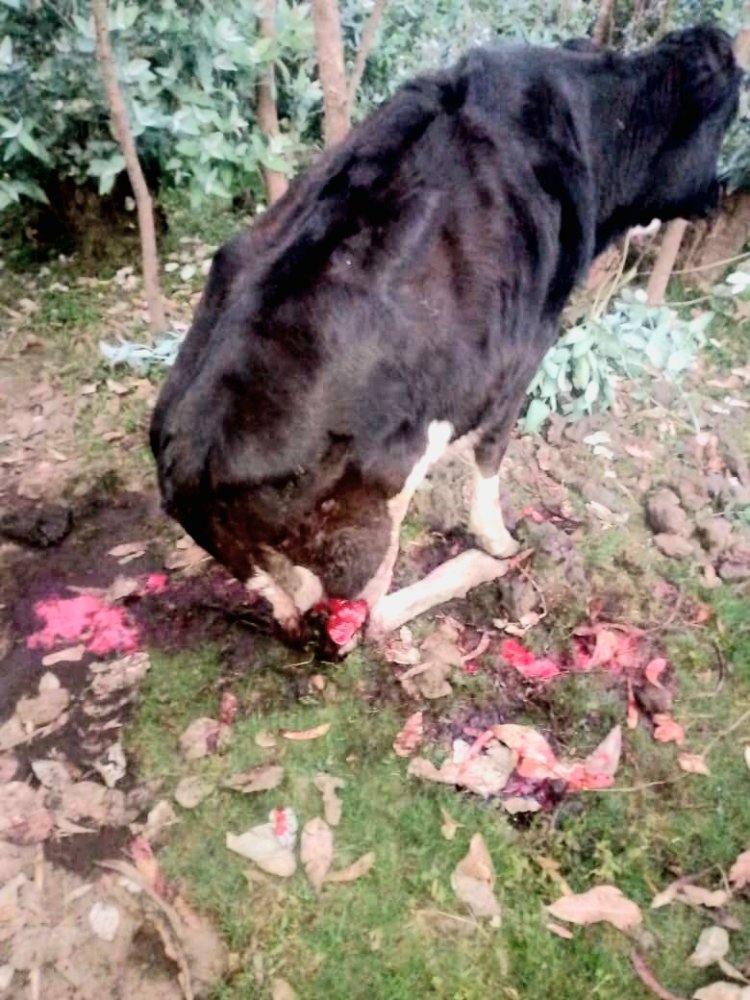 Gutemerwa amatungo n’imyaka bikomeje guhangayikisha abatuye Kinigi na Musanze